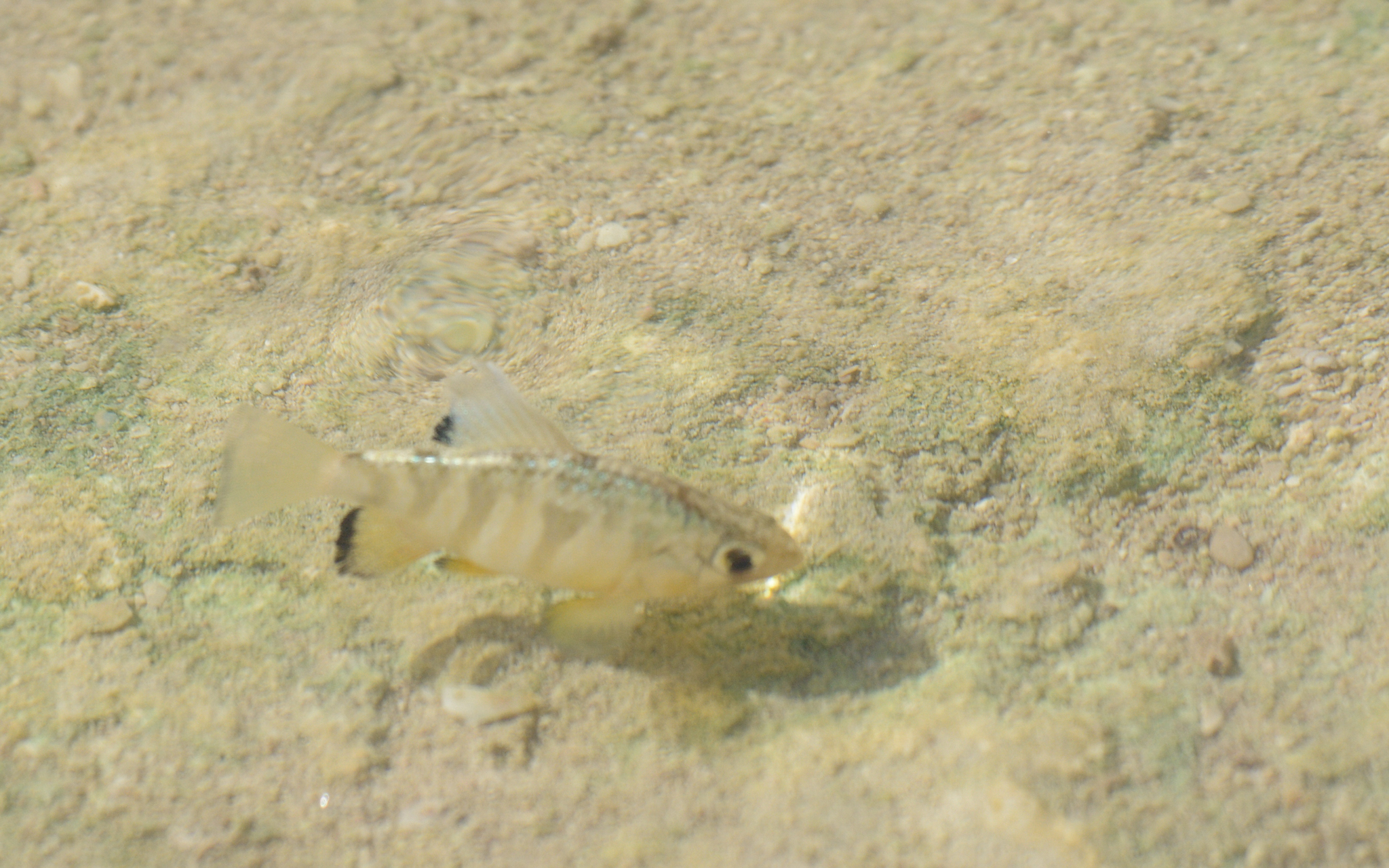 Cyprinodon artifrons
