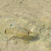 Yucatan Pupfish - Photo (c) Luis Trinchan, some rights reserved (CC BY-NC), uploaded by Luis Trinchan