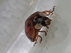 Harmonia axyridis