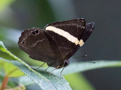 Abisara fylla