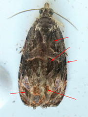 Olethreutes melanomesum