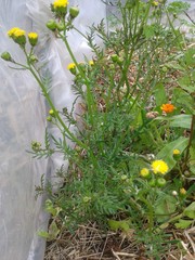 Senecio lautus