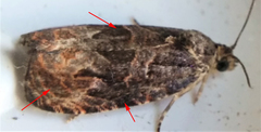Olethreutes melanomesum