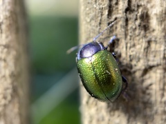 Chrysolina auripennis