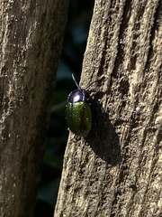 Chrysolina auripennis