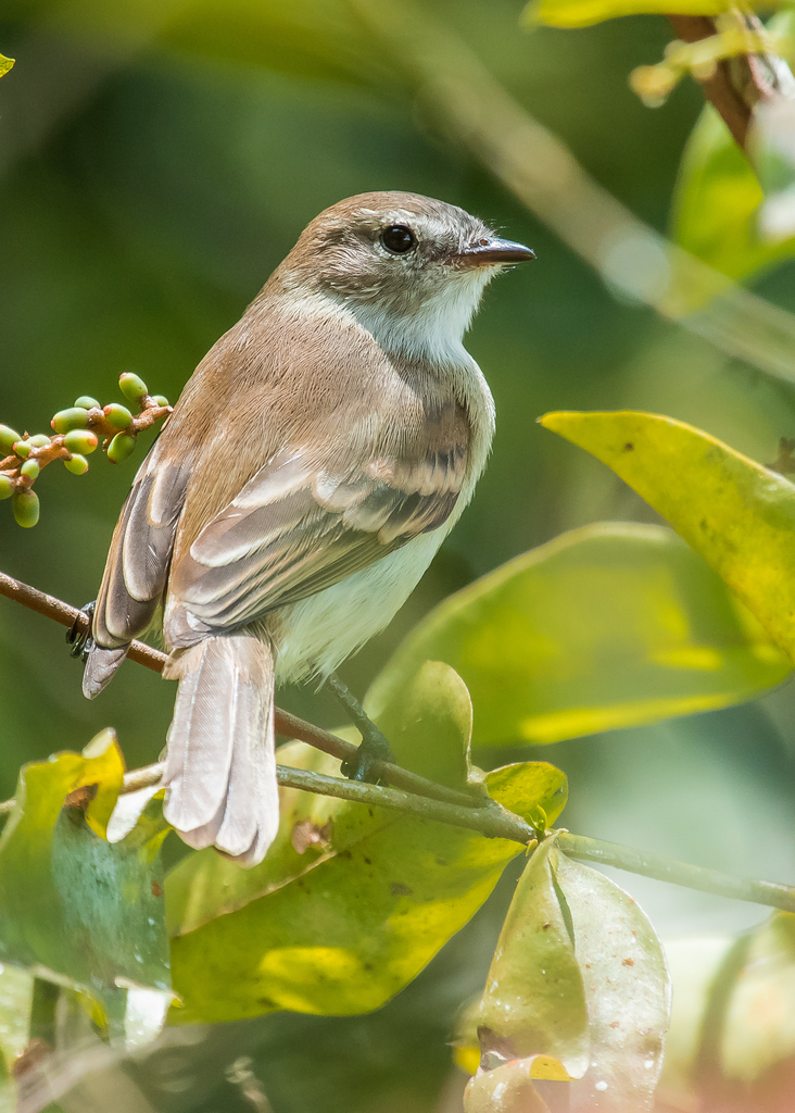 Mouse-colored Tyrannulets