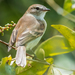 Northern Mouse-colored Tyrannulet - Photo (c) David Monroy R, some rights reserved (CC BY-NC), uploaded by David Monroy R