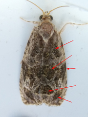 Olethreutes tilianum