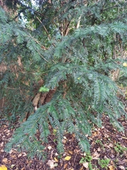 Taxus baccata