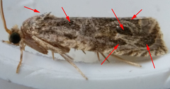 Olethreutes tilianum
