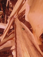 Zygogramma signatipennis