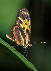 Mechanitis polymnia caucaensis
