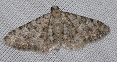 Eupithecia semigraphata