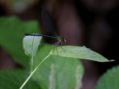 Vestalis nigrescens