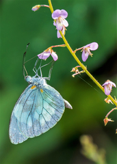 Dismorphia crisia foedora