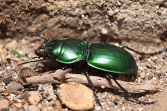 Pasimachus mexicanus