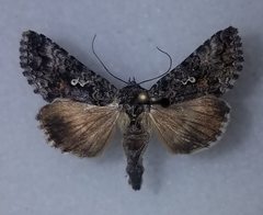 Syngrapha octoscripta