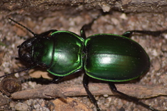 Pasimachus mexicanus