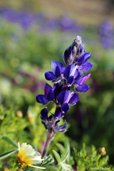 Lupinus pilosus