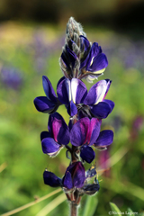 Lupinus pilosus