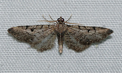 Eupithecia senorita