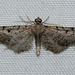Eupithecia senorita - Photo (c) faluke, alguns direitos reservados (CC BY-NC), uploaded by faluke