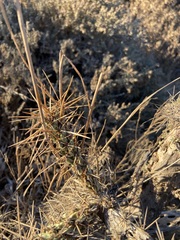 Cylindropuntia molesta molesta