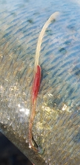 Pennellidae