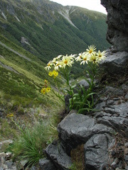 Dolichoglottis lyallii × scorzoneroides