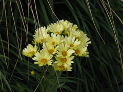 Dolichoglottis lyallii × scorzoneroides