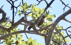 Euryptila subcinnamomea