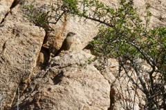 Euryptila subcinnamomea