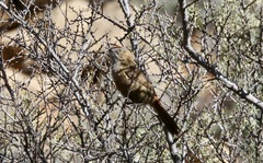 Euryptila subcinnamomea