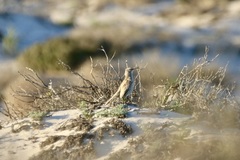 Certhilauda curvirostris