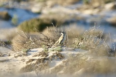 Certhilauda curvirostris