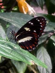 Heliconius atthis