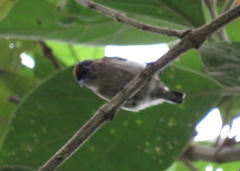 Picumnus granadensis