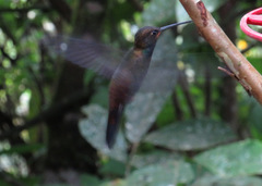 Urochroa bougueri