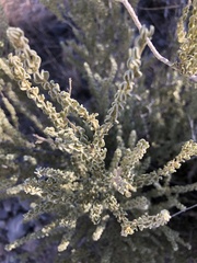 Mortonia scabrella