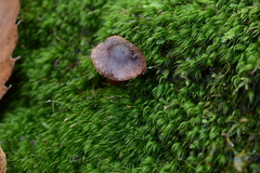 Cortinarius decipiens