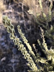Mortonia scabrella