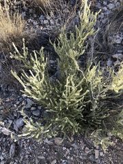 Mortonia scabrella