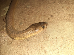 Naja annulifera