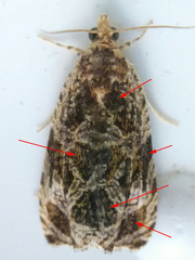 Olethreutes tilianum