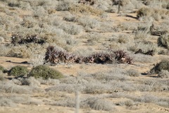 Aloe microstigma framesii