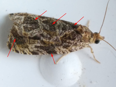Olethreutes tilianum