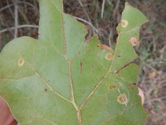 Polystepha quercifolia