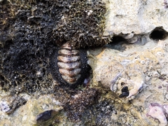 Chitonidae