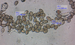 Cortinarius decipiens