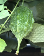 Momordica charantia image